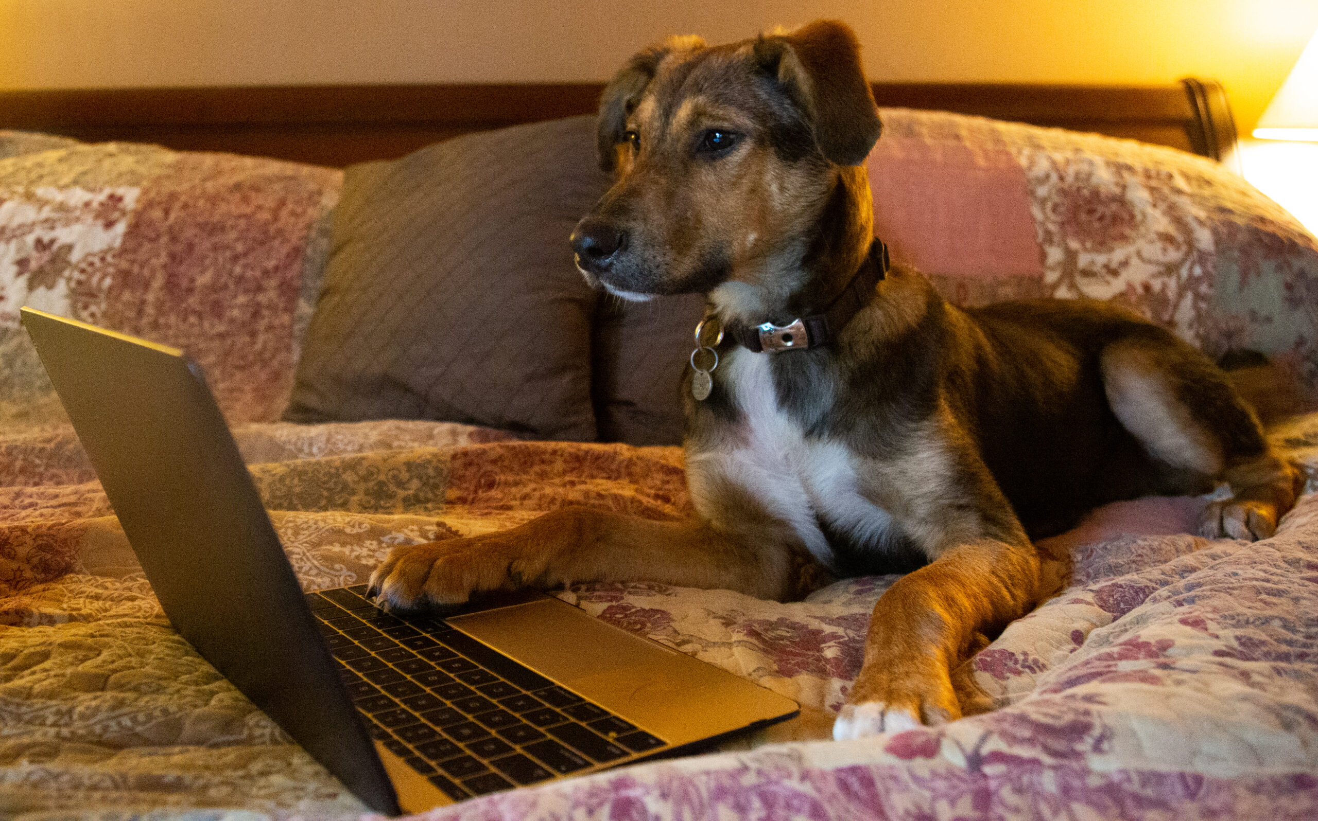 A dog looking at a computer screen.